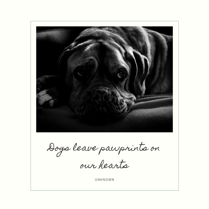 Dogs leave pawprints on our hearts
