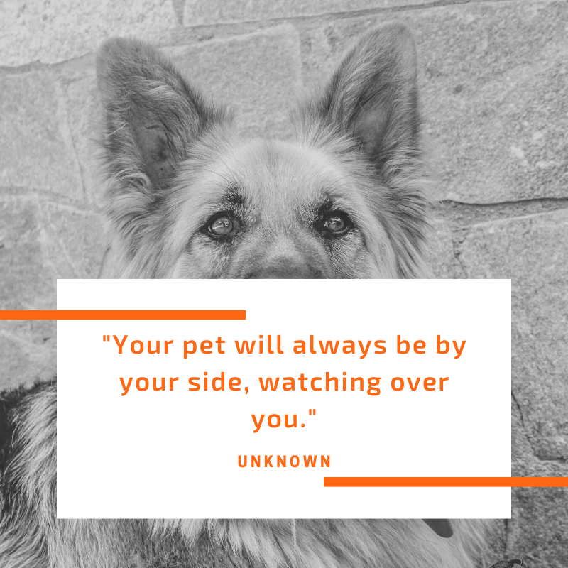 Your pet will always be by your side, watching over you.