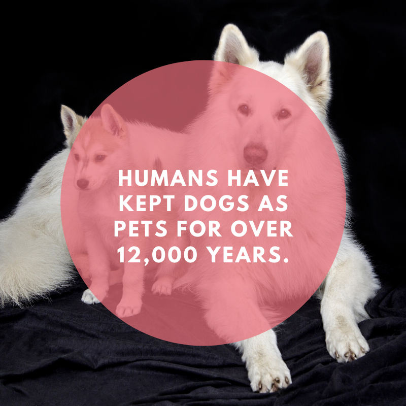 Humans have kept dogs as pets for over 12,000 years.