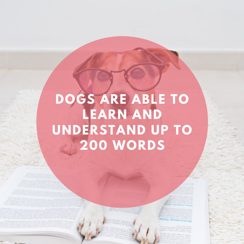 Dogs are able to learn and understand up to 200 words
