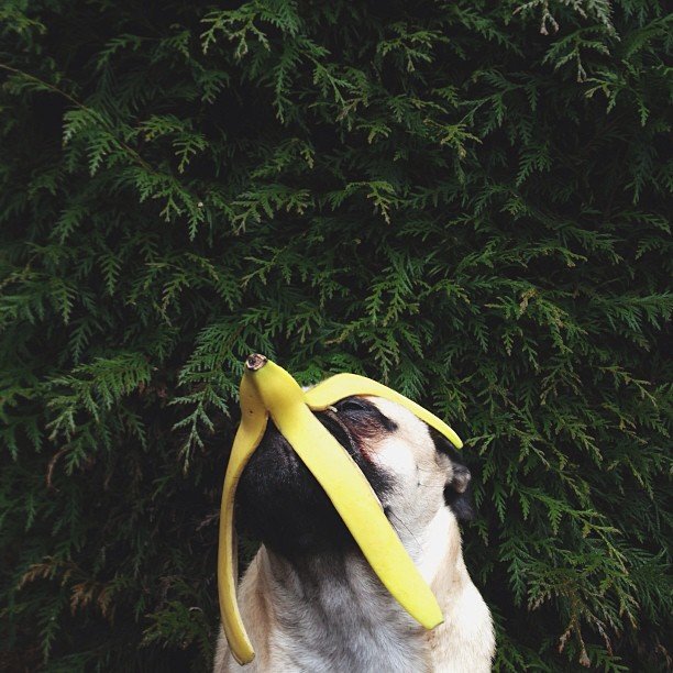 dog and banana