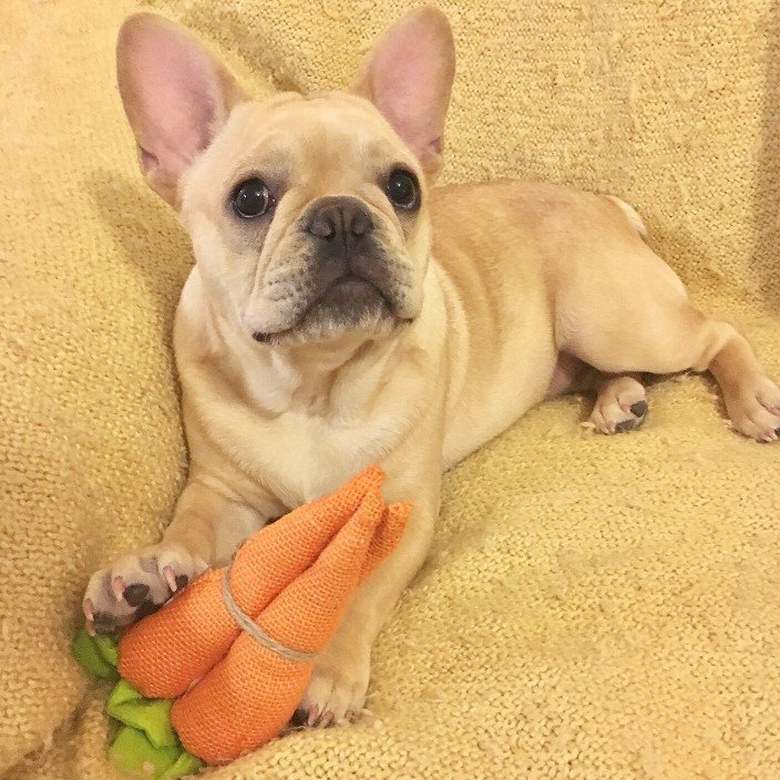 dog eats carrots