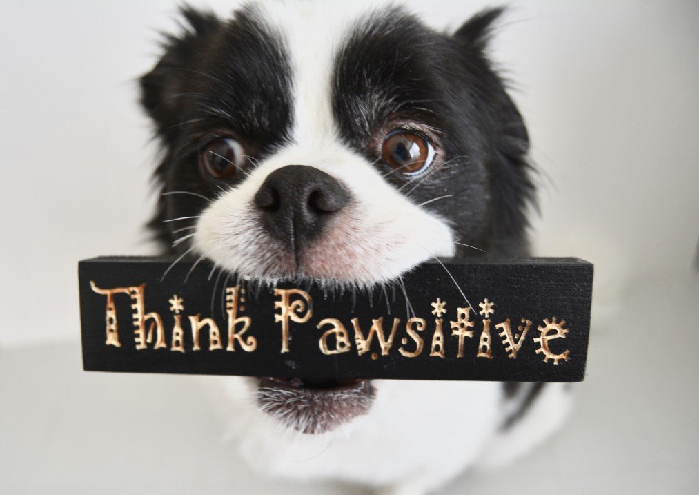 think pawsitive