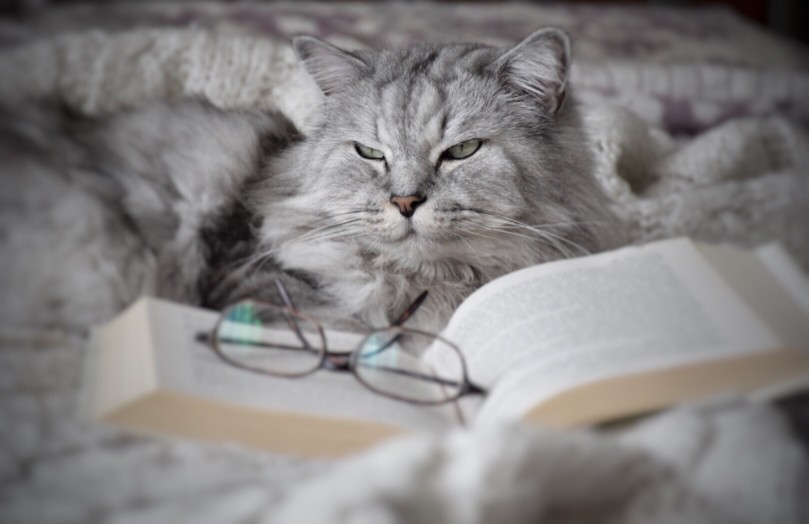 cat reading