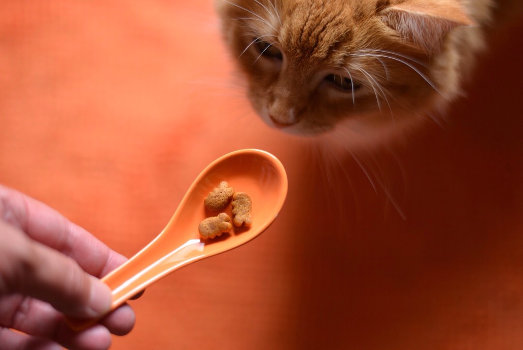 cat eating treat