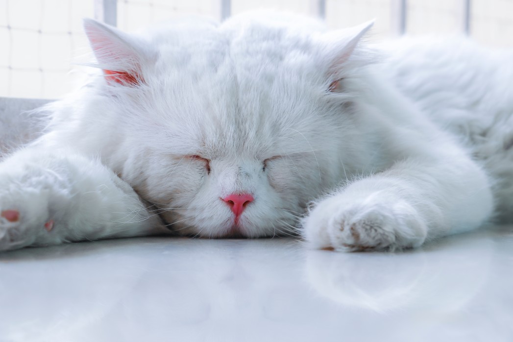 sleeping white persian cat